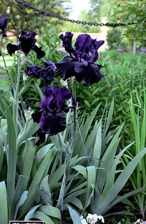 Iridescent black irises at the public gardens in Old Westbury, Long Island. [Photo by Bill Cunningham/NYT]]