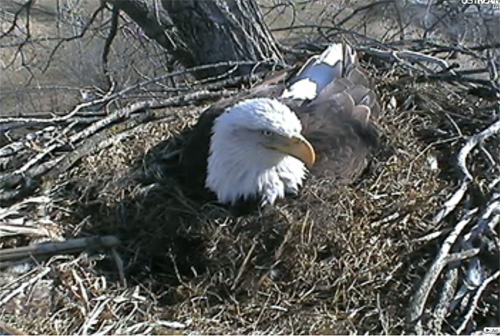 A nesting bald eagle in Decorah, Iowa. [Screenshot via Ustream webcam/Raptor Resource Center]