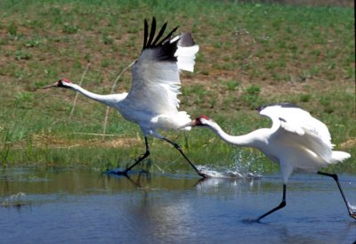 Whooping cranes (Grus americana) run across a wetland to take flight. [Photo source: International Crane Foundation]