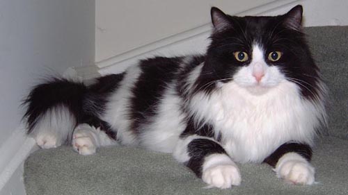 Sam Samster, King of the Oakville Cats (2000-2012)